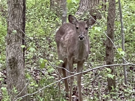 Township Deer : r/SouthJersey