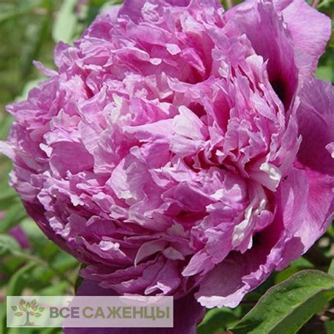 Цена на Пион древовидный Блю Чиф - купить саженцы