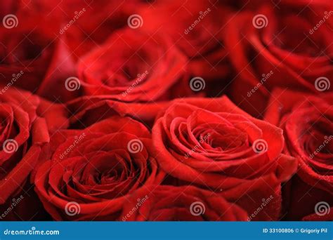 Red Roses Stock Photo Image Of Marriage Anniversary 33100806