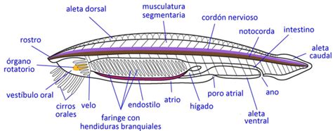 Deutorostomados Mind Map