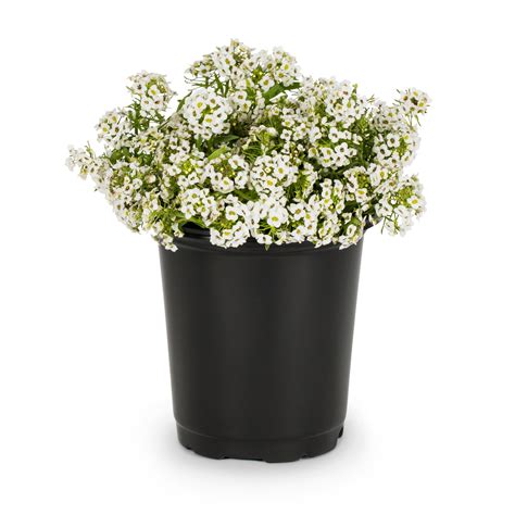 Alyssum Tree Mart