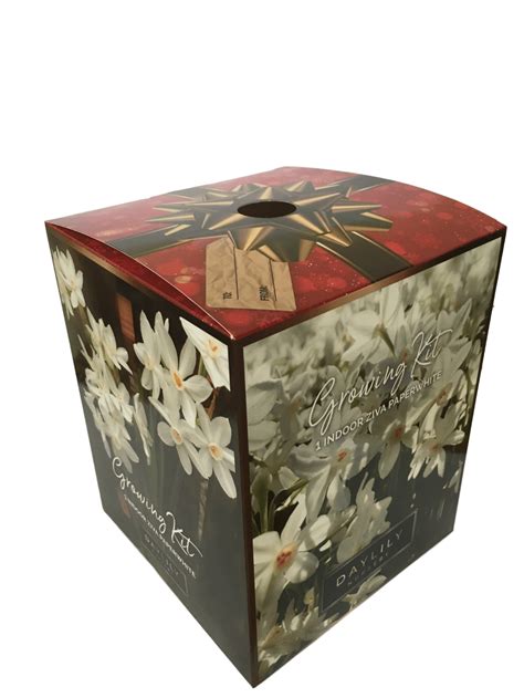 Ziva Paperwhite Bulbs in an Elegant Box, 3 Bulbs with a Plastic