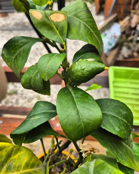 Pourquoi Mon Citronnier Perd Ses Feuilles Et Comment Stopper La Chute