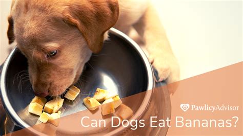 Can Dogs Eat Bananas Everything You Need To Know Pawlicy Advisor