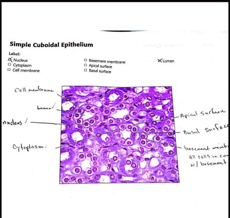 please help label this simple cuboidal epithelium did i label this ...