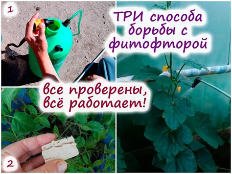 Как бороться с фитофторой – ТРИ проверенных способа с высокой ...