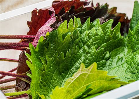 Perilla Leaves: Taste, Uses, How to Grow and Eat Them - The Roaming Fork