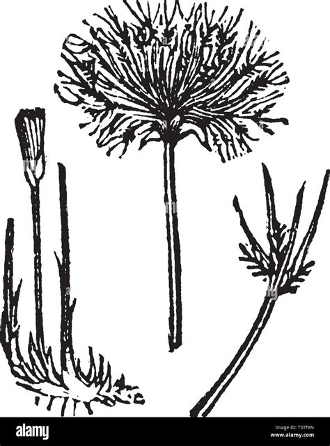 picture showing  papyrus    cyperaceae family upper part