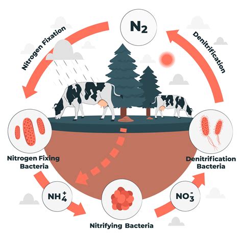 Nitrogen Cycle For Dummies