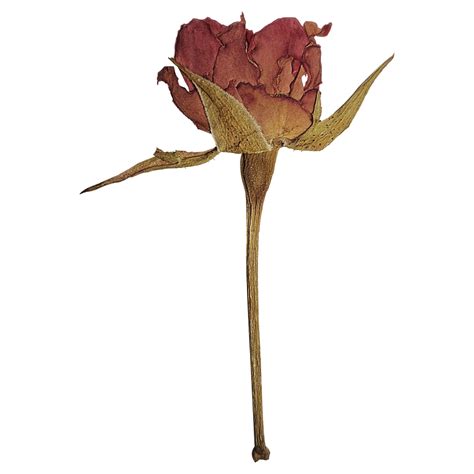 Pressed Red Rose 15693469 PNG