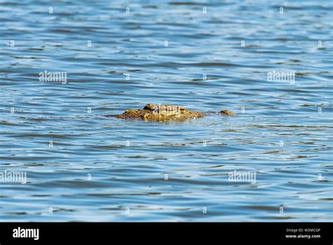 A Nile Crocodile Crocodylus Niloticus With Only The Head Visible In