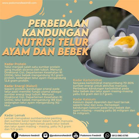 Perbedaan Kandungan Nutrisi Telur Ayam Dan Bebek Podomoro Poultry