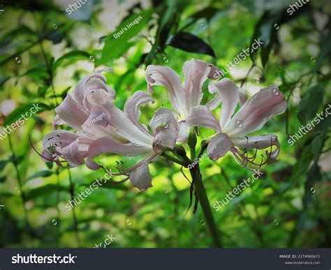 Naked Lady Lily These Plants Known Stock Photo Shutterstock
