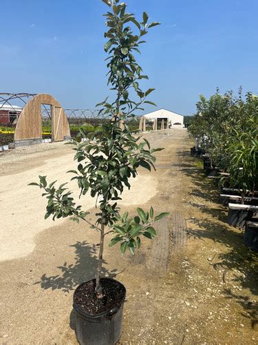 Malus Domestica Gala Semi Dwarf Apple Browns Nursery