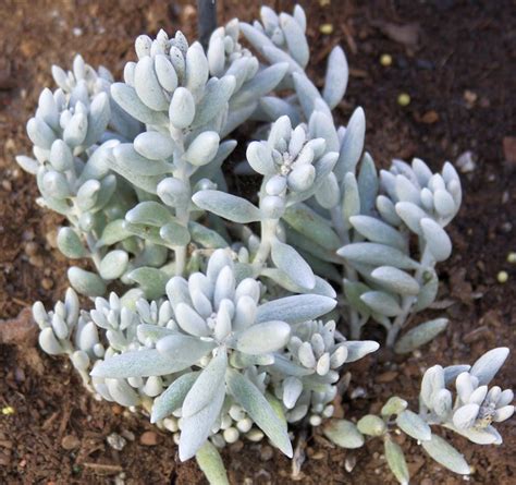 Крестовник Senecio