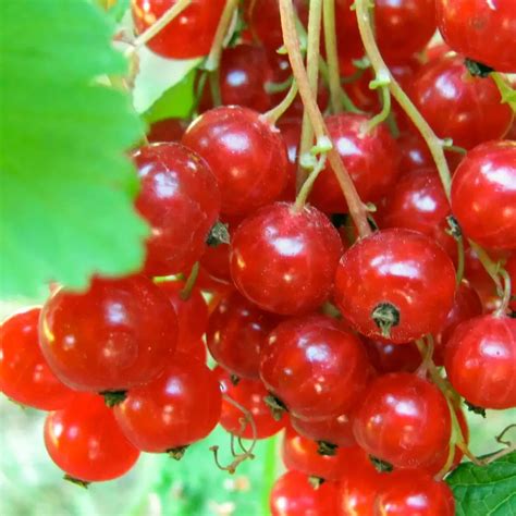 Купить саженцы Красная смородина “Чулковская” в питомнике. Описание ...