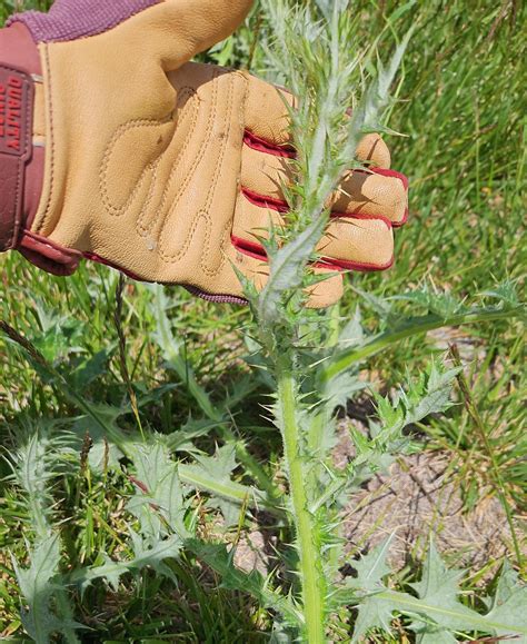 Spines went straight through my gloves & into my soul : r/gardening