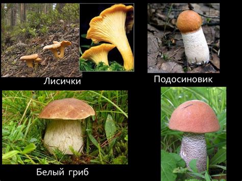 Шляпочные грибы. Разнообразие - презентация онлайн