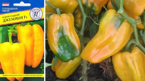 Перец Джемини f1: описание сорта и рекомендации по выращиванию