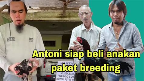 Antoni Akan Beli Anakan Paket Breeding Youtube