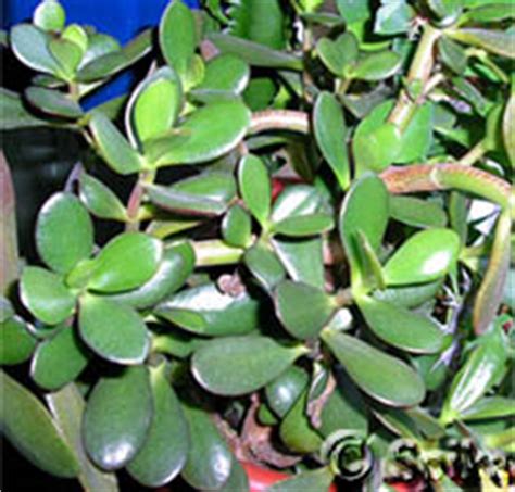 Толстянка (Crassula). Уход за толстянкой: содержание и размножение