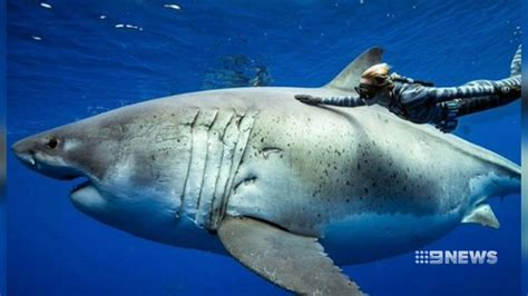 Video Diver Swims With Great White Shark Outlet Emergencydentistry