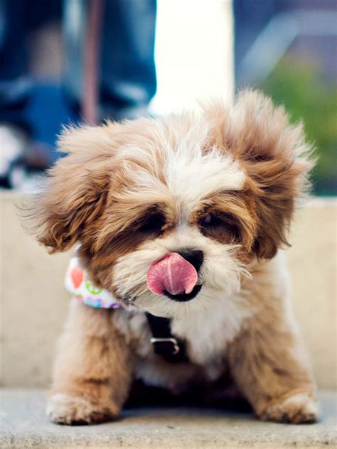 Are Shichon Puppies Easy To Train