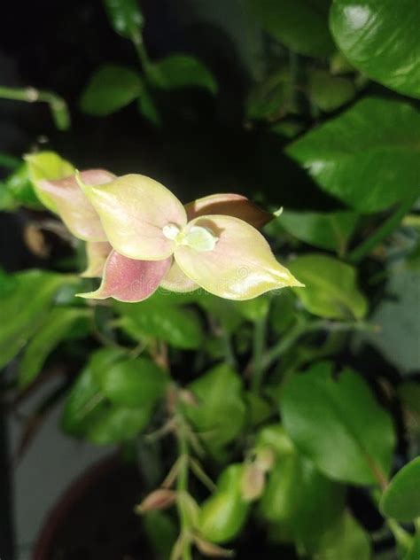 cucak rowo flower stock   royalty  stock