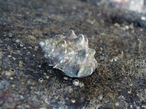 Naturescouter Naked Hermit Crab Nhc S Sentosa Guided Walk