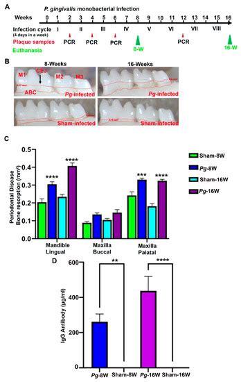 Ijms Free Full Text Specific Microrna Signature Kinetics In