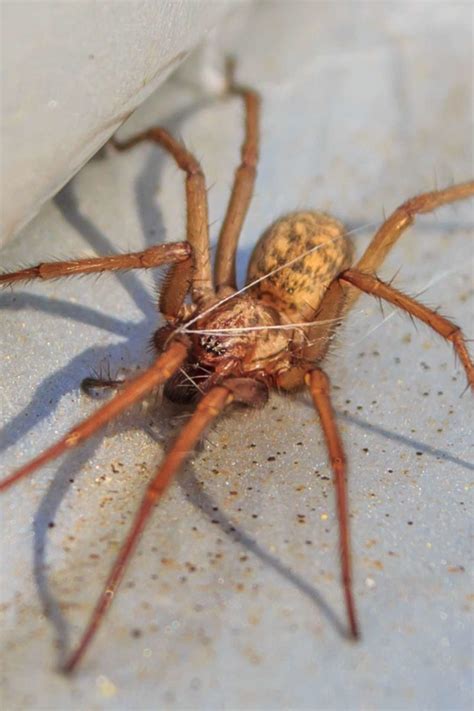 How To Get Rid Of Hobo Spiders The Essential Guide To Spider Control