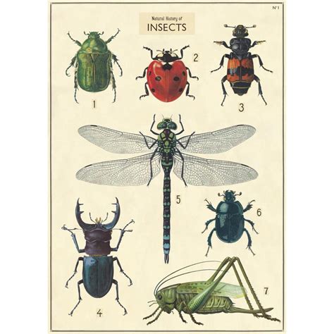 Vintage Poster Insects Milka