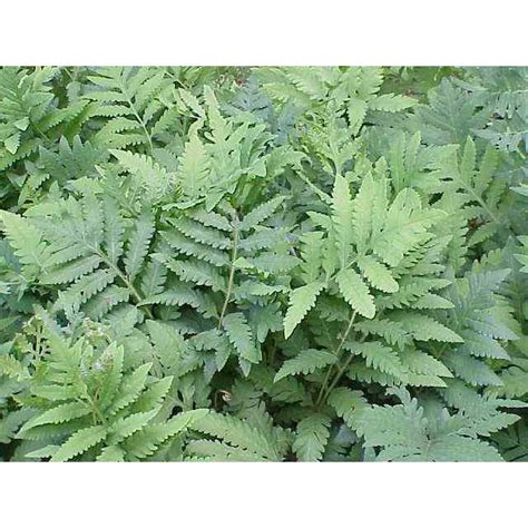 Onoclea Sensibilis Sensitive Fern Natural Communities Llc