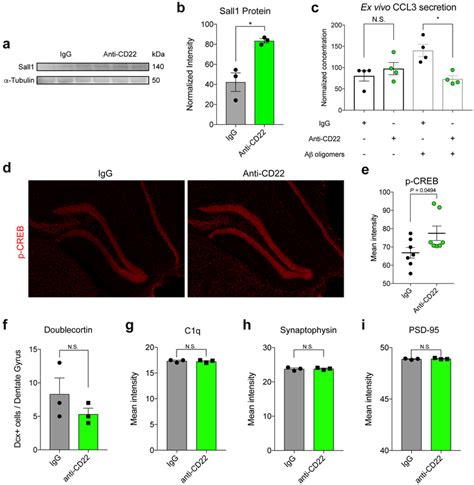 CD22 Blockade Restores Homeostatic Microglial Phagocytosis In Ageing