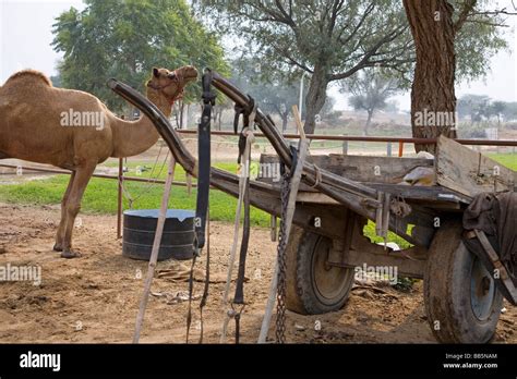 Camel india hi-res stock photography and images - Alamy