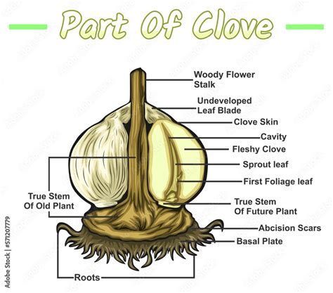 Grafika Wektorowa Stock Parts Of A Clove Diagram Showing The Internal