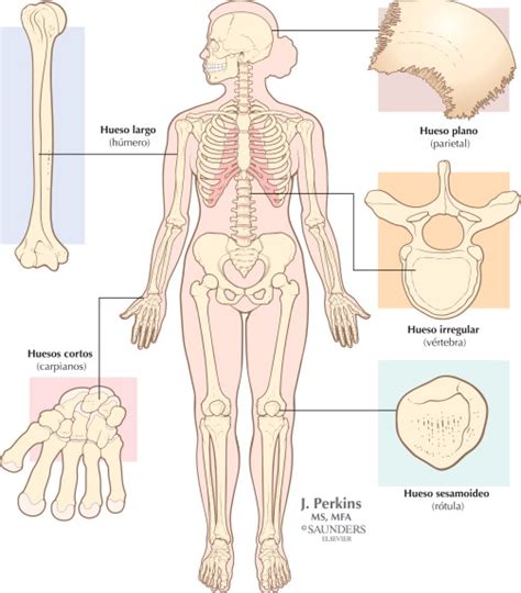 Netter Blog Sistema esquelético funciones y formas de los huesos