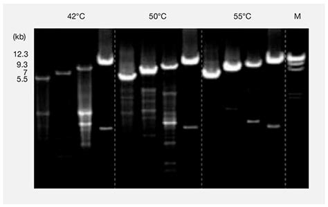 Reverse Transcriptase Properties Thermo Fisher Scientific Us