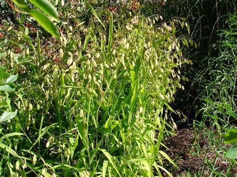 New Utah Gardener Northern Sea Oats Chasmanthium Latifolium