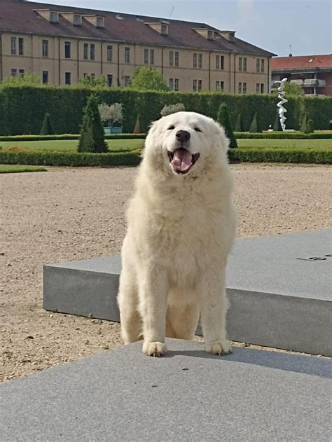 Cafaggio Il Cane Pi Bello Del Mondo Il Pastore Maremmano Premiato