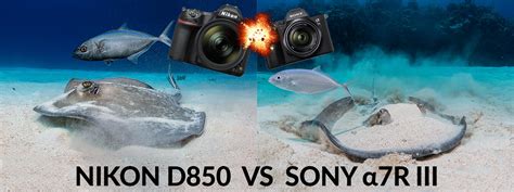 Nikon D850 DSLR Camera VS Sony a7R III Mirrorless Camera Underwater ...