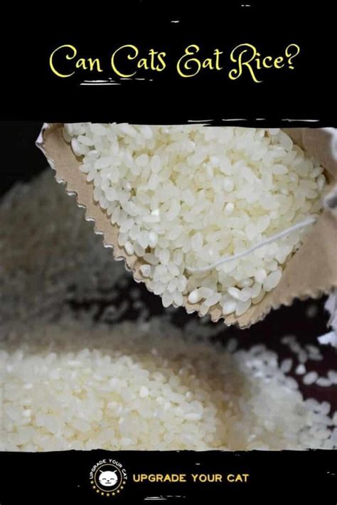 Can Cats Eat Rice?