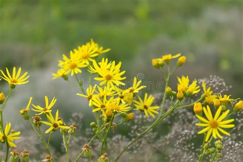 Желтые цветки, маргаритки, полевые цветки луга поля Стоковое Фото ...