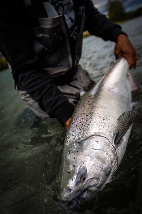Alaska Fly Fishing Trips Fish The Alaskan Wilderness Outgoing Angling