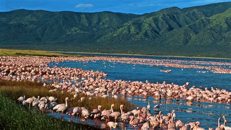 discover  rift valley lakes nakuru naivasha andbeyond