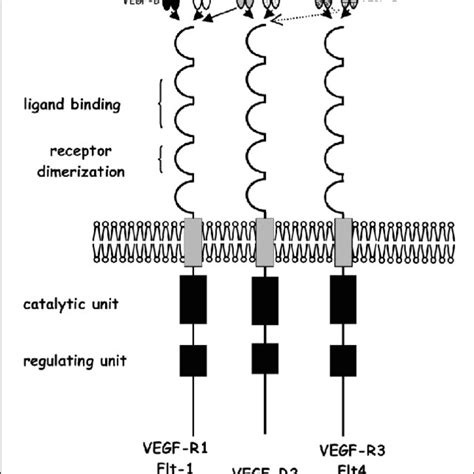 schematic diagram   vegf   respective receptors
