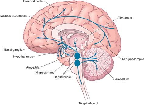 Figure Illustrating Serotonin Pathways In The Brain The Figure Depicts A Medial View Of The