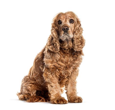 Premium Photo | Beautiful brown english cocker spaniel is posing on a white background