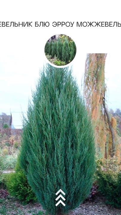 Голубая стрела - YouTube