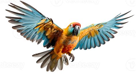 blue and yellow macaw . Beautiful macaw parrot bird isolated in flight ...